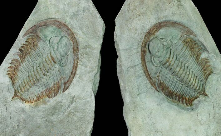 Bargain, Longianda Trilobite With Pos/Neg - Issafen, Morocco #170637